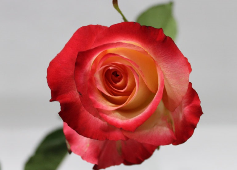 Rose Cabaret Bicolor 40cm 