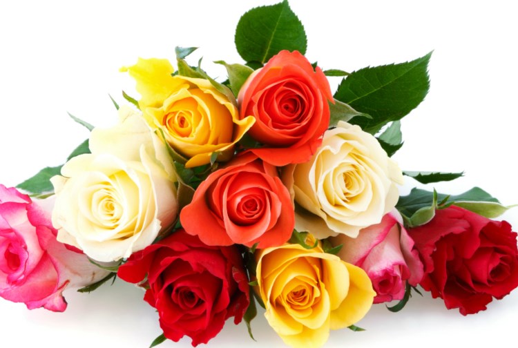 Rose Mix Multicolor 40cm 