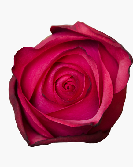 Rose Lola Hot Pink   с доставкой по Астане