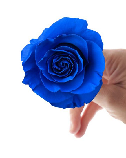 Blue roses с доставкой по Астане