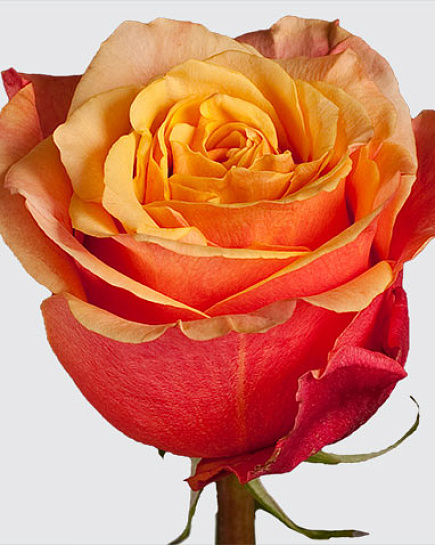 Rose Cherry Brandy Bicolor   с доставкой по 