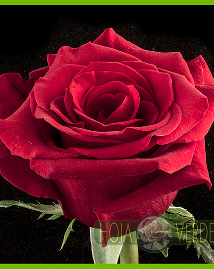 Rose Scarlatta Red   с доставкой по Астане
