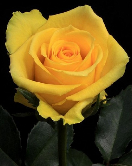 Rose Idole Yellow   с доставкой по 